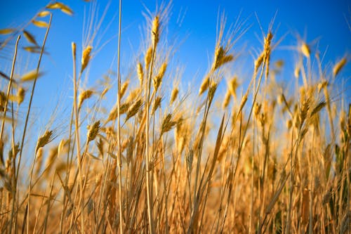 Free stock photo of wheat grass, حقل القمح, قمح Stock Photo