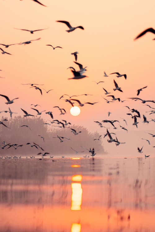 Silhouette of Birds Flying over the River