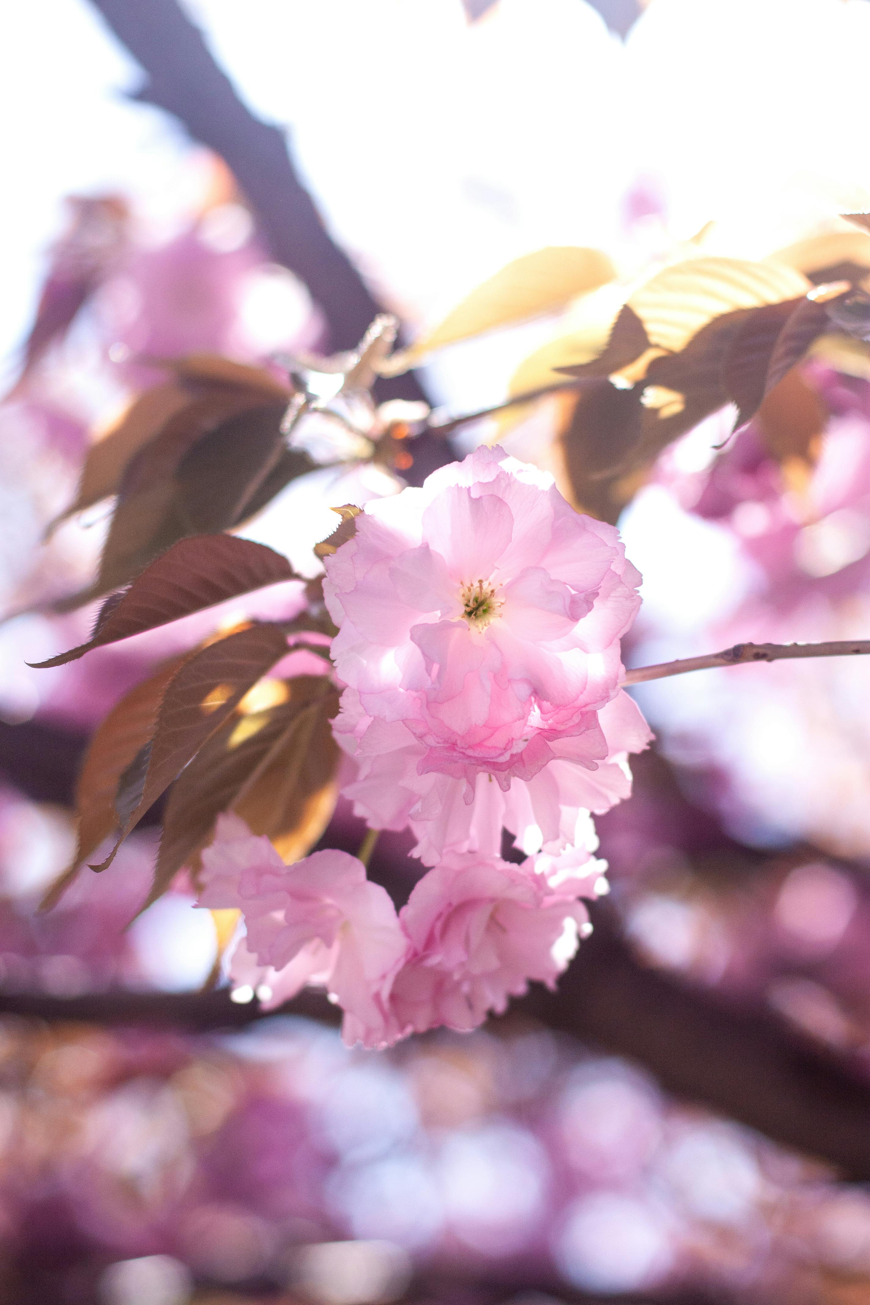 Close-up of vibrant pink cherry blossoms blooming in warm spring sunlight.