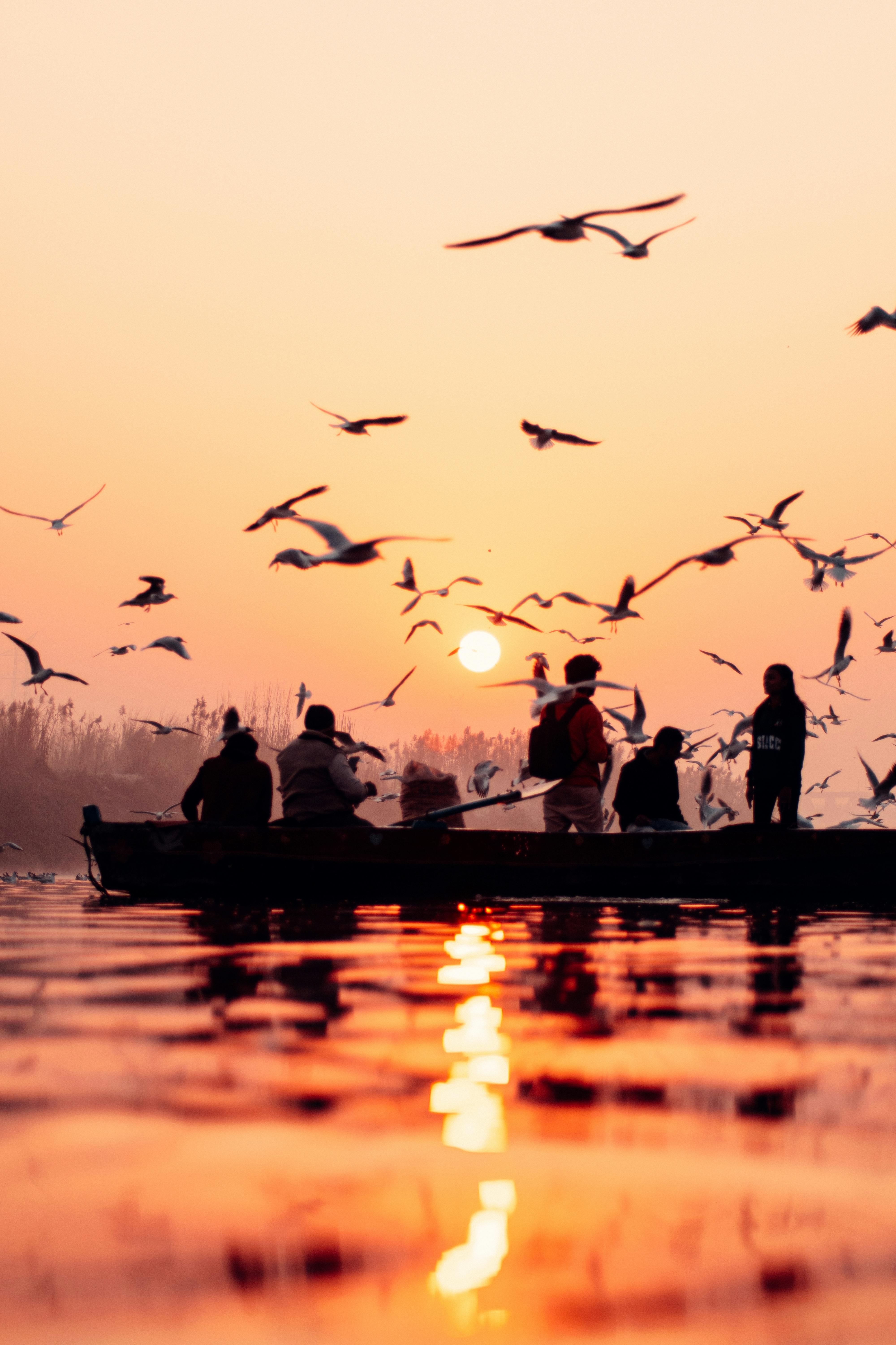 Free Silhouetted people in a rowboat with birds at sunrise on the Yamuna River in New Delhi, India. Stock Photo