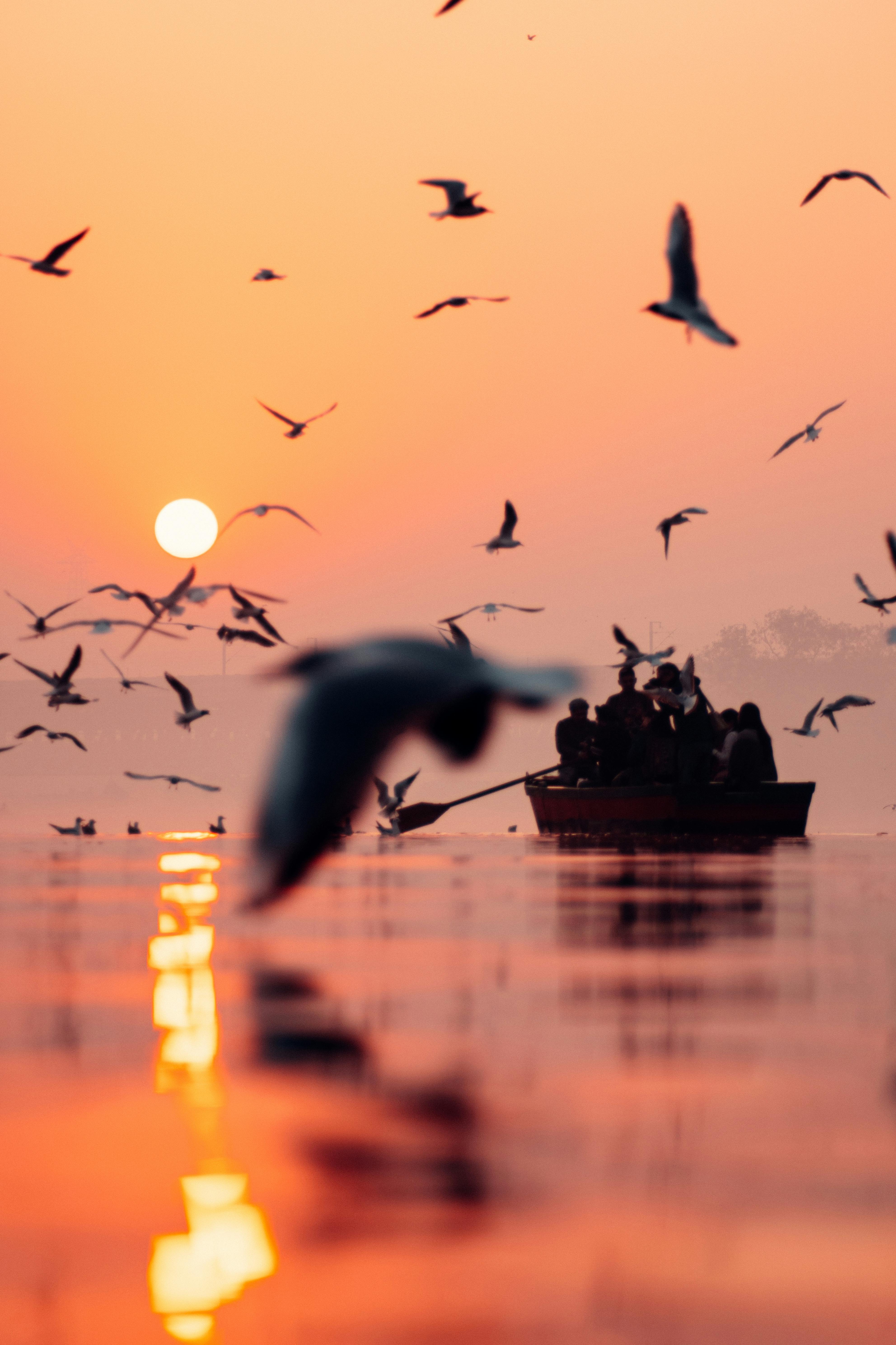 Free A boat with people silhouetted against a vibrant sunset on the Yamuna River, surrounded by flying birds. Stock Photo