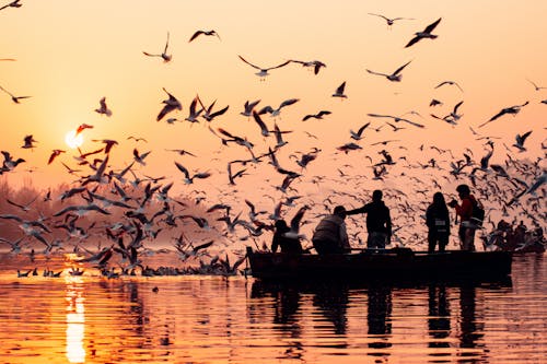 Imagine de stoc gratuită din apus, barcă cu vâsle, birds_flying