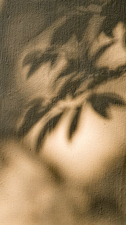 Free Shadow of Leaves on the Wall Stock Photo