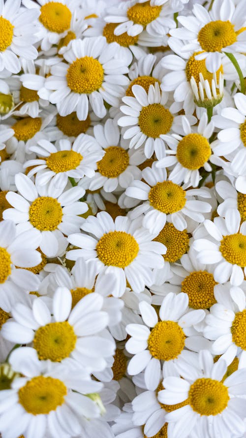 бесплатная Бесплатное стоковое фото с белые маргаритки, белые цветы, вертикальный выстрел Стоковое фото