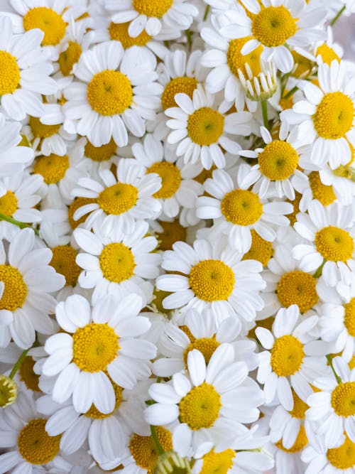 Close-Up Shot of White Daisies in Bloom