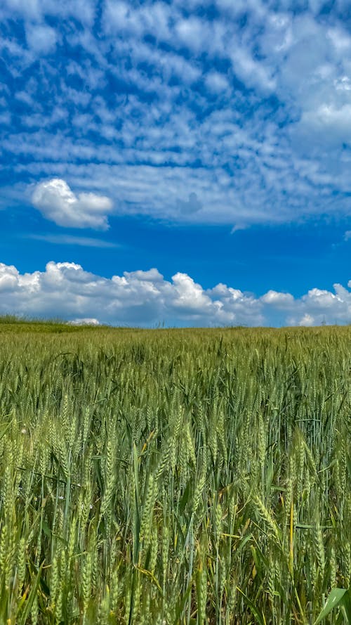경치, 구름, 농경지의 무료 스톡 사진