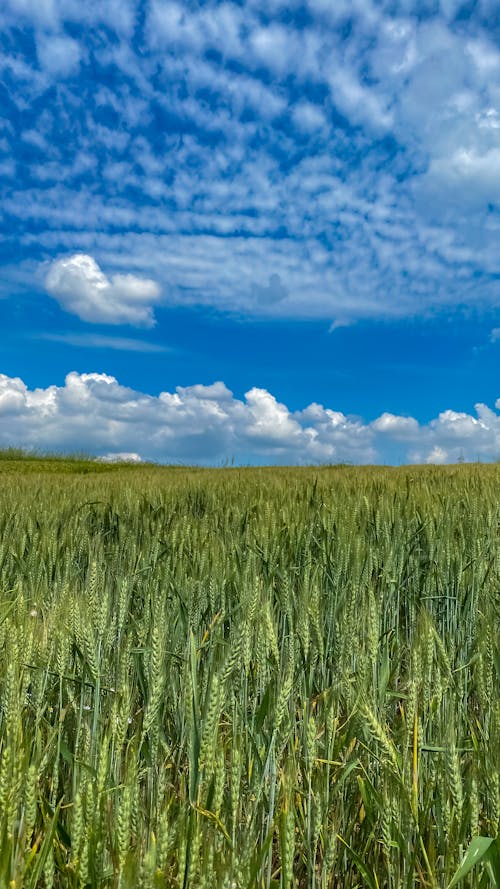 Green Grass Field Under Blue Sky and White Clouds