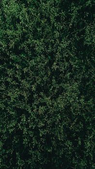 Close-up of vibrant green grass texture with dense foliage, offering natural backgrounds.
