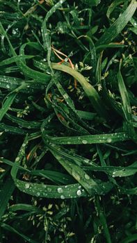 A detailed close-up shot of fresh green grass covered with dew droplets.