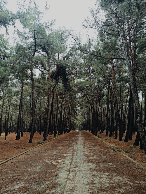 Brown Pathway Between Green Trees