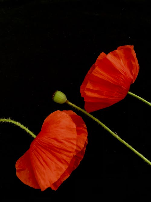 A Red Poppy Flowers in Full Bloom