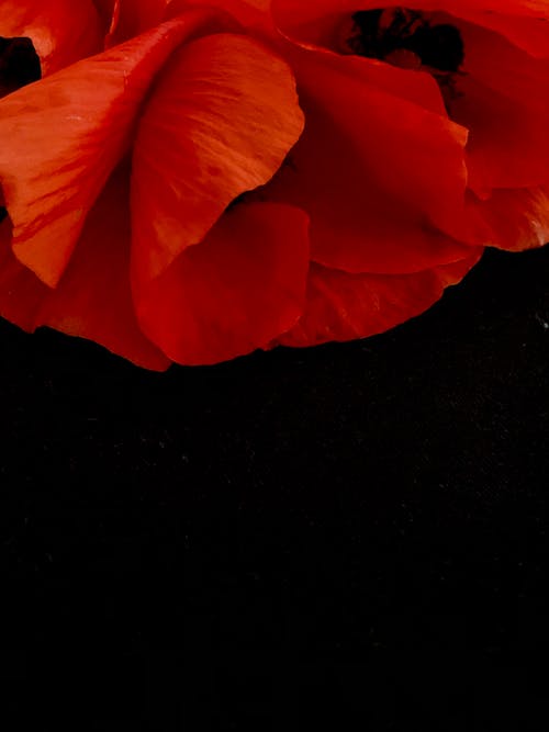 Darmowe zdjęcie z galerii z czarne tło, czerwone maki, delikatny