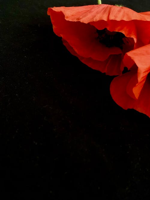 A Red Poppy Flowers in the Dark