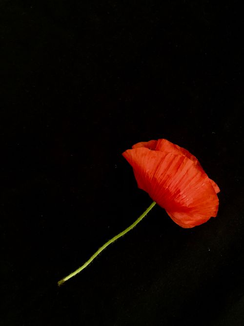 Free Stunning close-up of a red poppy against a black backdrop, highlighting floral beauty. Stock Photo