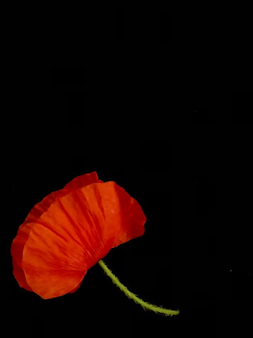 A Red Poppy Flower in Full Bloom