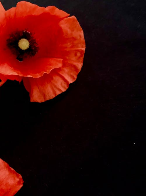 A Close-up Shot of a Red Poppy Flowers