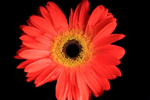 Free Stunning close-up of a red Gerbera daisy showcasing its delicate petals and vibrant hues. Stock Photo