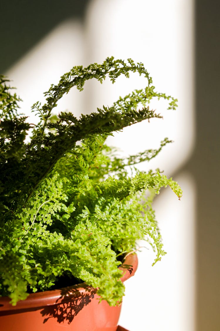 Green Fern Plant In A Pot