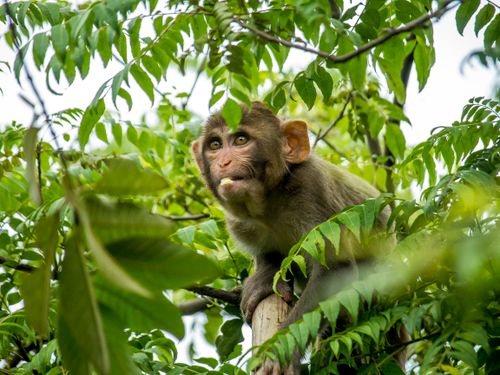 Free A close-up of a monkey sitting in a tree surrounded by lush green leaves. Stock Photo
