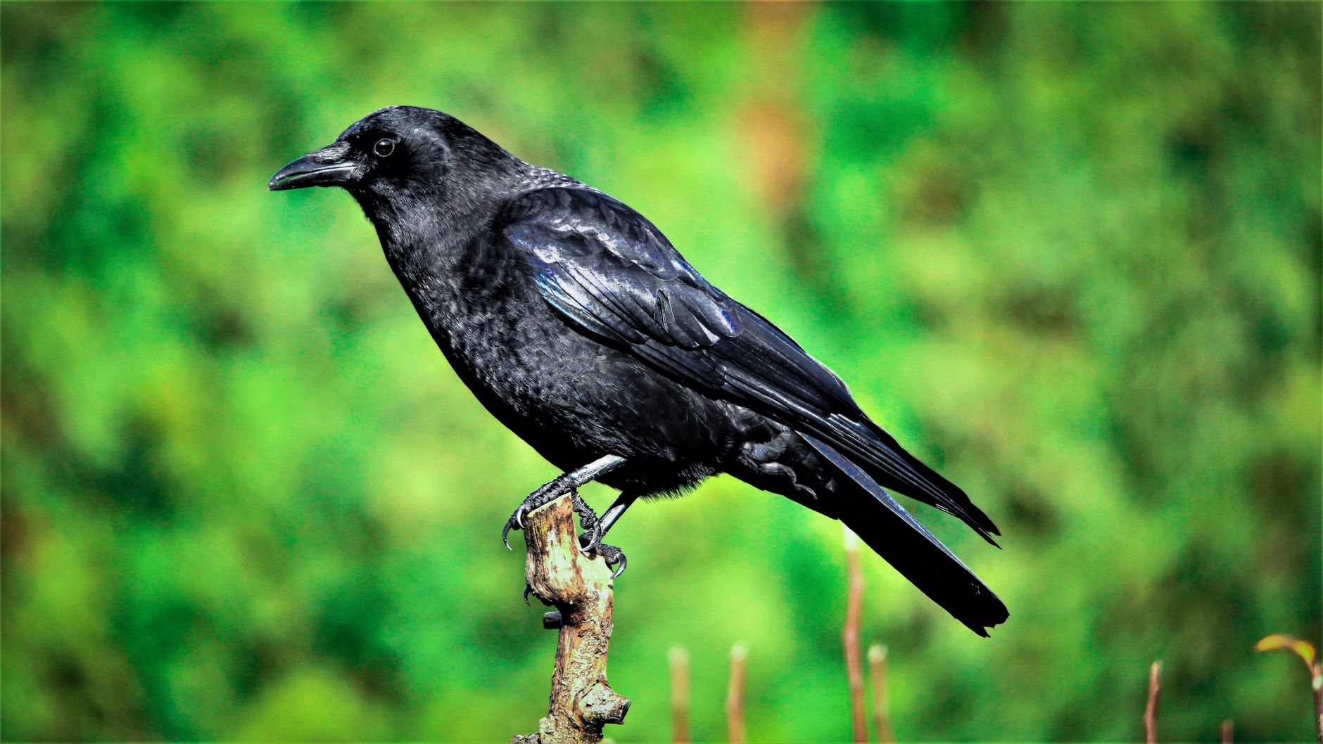 Close-up of a common raven perched on a branch against a green background.