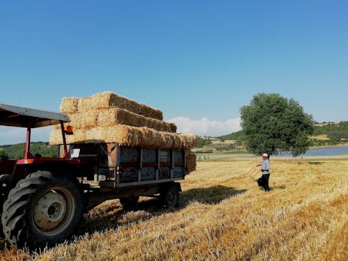 Man Carrying a Hay Bale