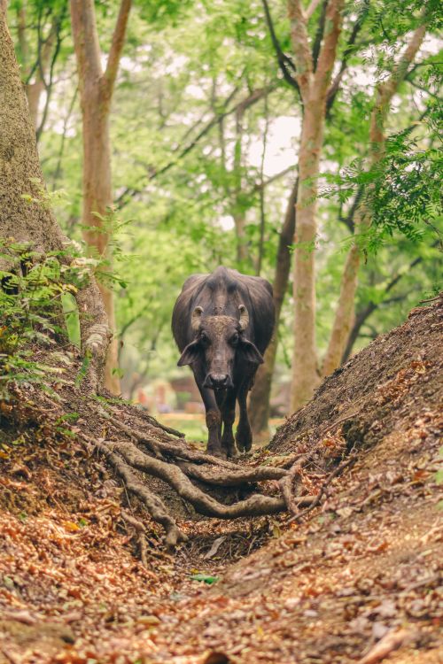 Free Captivating view of a water buffalo in the serene wooded area of Bhilai, India. Stock Photo
