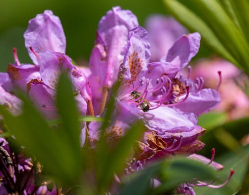 Kostenloses Stock Foto zu biene, blume, blumenphotographie