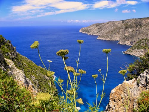 Free Желтые хризантемы с видом на море и горы Stock Photo