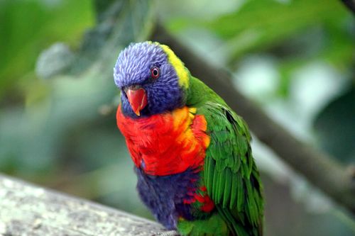 Free Close-up of a colorful rainbow lorikeet perched outdoors, showcasing vibrant plumage. Stock Photo
