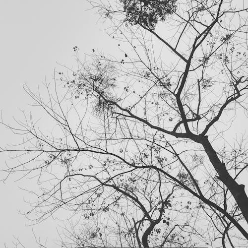 Free stock photo of black and white, black and white background, fog Stock Photo