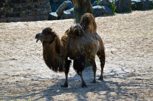 낙타, 동물원, 체스터 동물원의 무료 스톡 사진