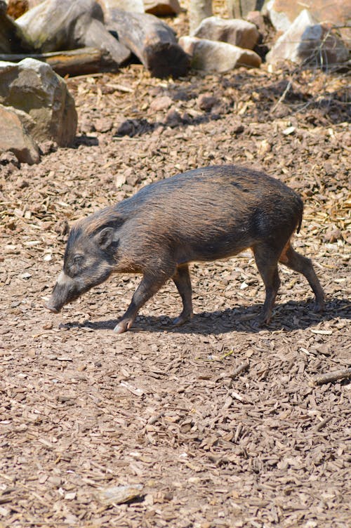 Foto stok gratis babi, babi kutil, berkutil