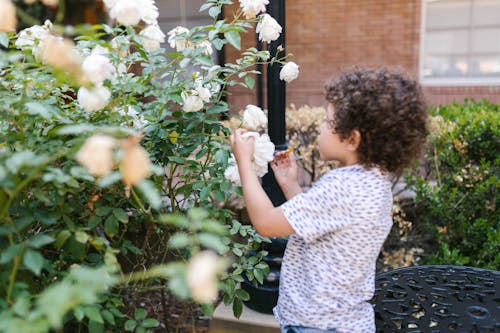 A Boy Touching the White Flowers