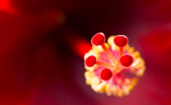 Free stock photo of red, hot, flower, pollen
