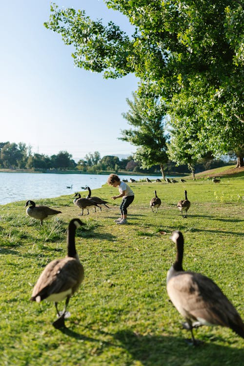 Free Photo of a Kid Near Geese Stock Photo