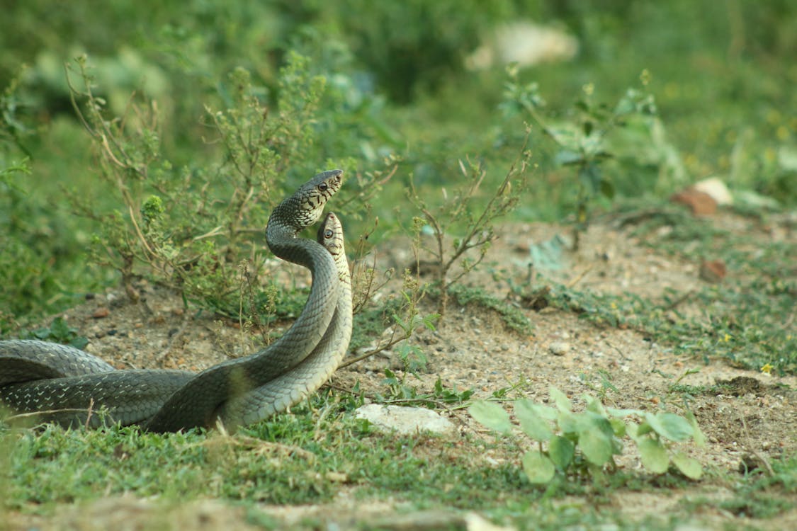 Free stock photo of a pair of snake, adder, animal Stock Photo