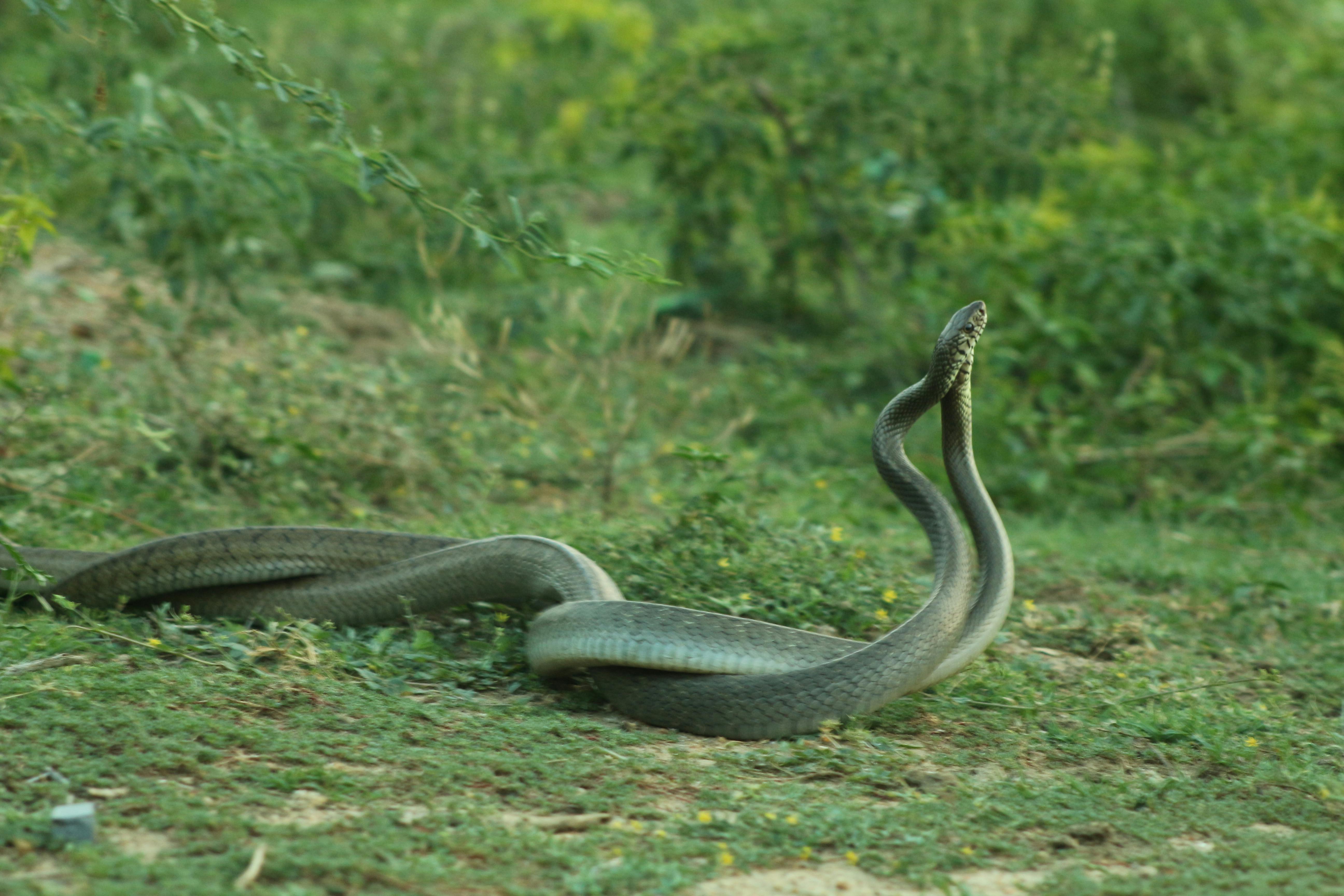 Snakes 1 Photos & Videos Collected By Vasanth Babu