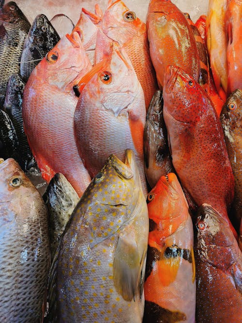 Ilmainen kuvapankkikuva tunnisteilla kala, kalaruoka, kalastus