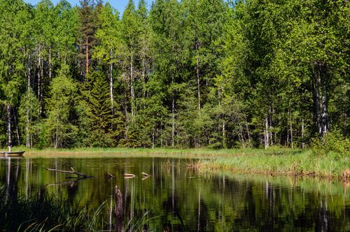 Free Peaceful forest landscape with a tranquil lake and lush green trees reflecting beautifully on a sunny day. Stock Photo