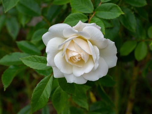 ฟรี คลังภาพถ่ายฟรี ของ กลีบดอก, กำลังบาน, ดอกไม้สีขาว คลังภาพถ่าย