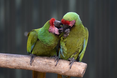 Free Close-Up Photo of Two Green Scarlet Macaws Perched on a Piece of Wood Stock Photo