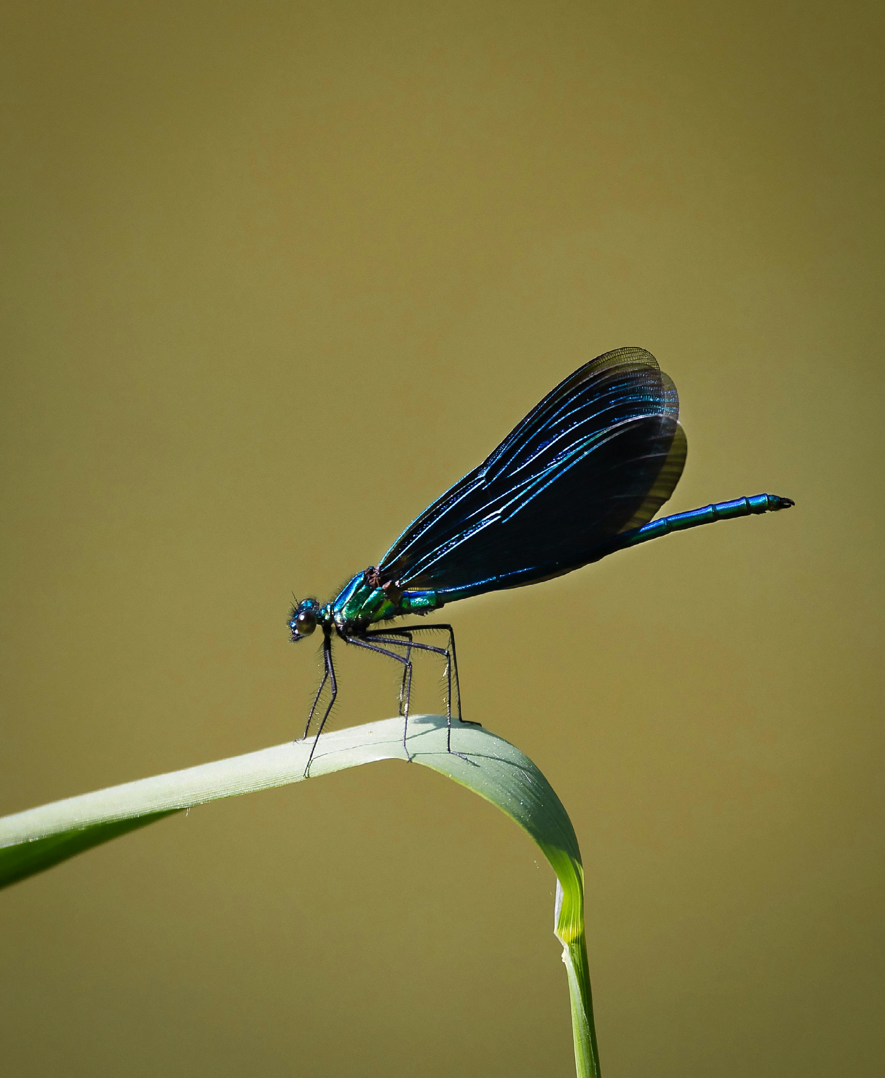 Teal Damselfly Perched on Wheat · Free Stock Photo