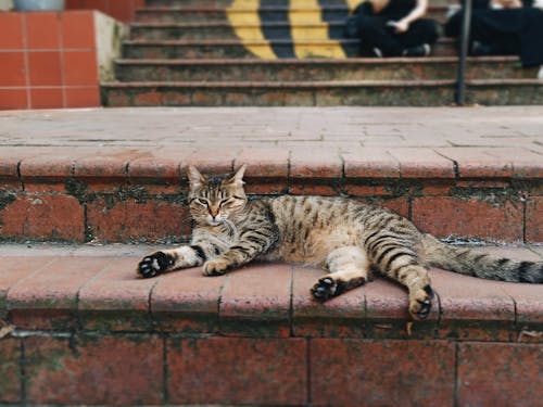 A Tabby Cat Lying on a Brick Floor
