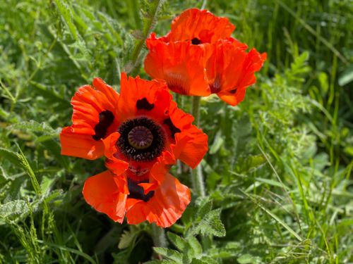 Free Close-up of vibrant red poppies in lush London meadow, capturing summer's essence. Stock Photo