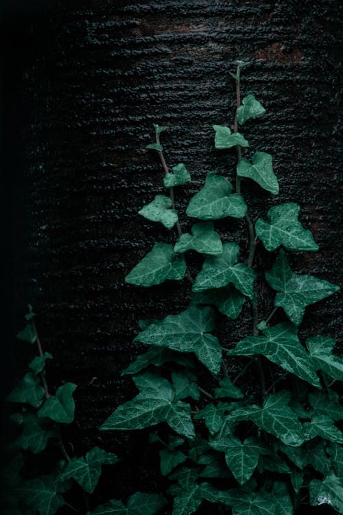 Close-Up Shot of Green Leaves