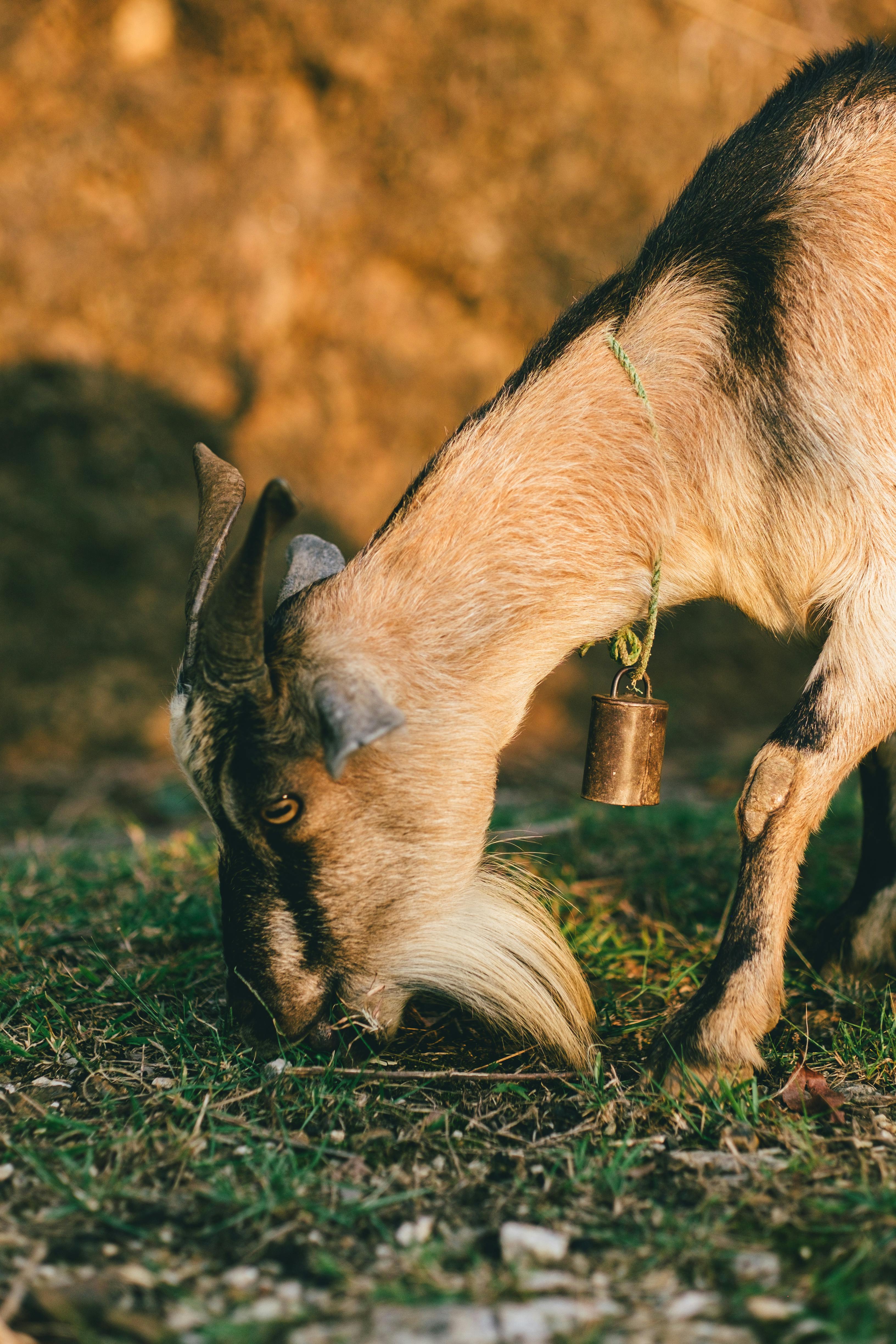 Gratuit Photos gratuites de agriculture, animal à cornes, animal de compagnie Photos
