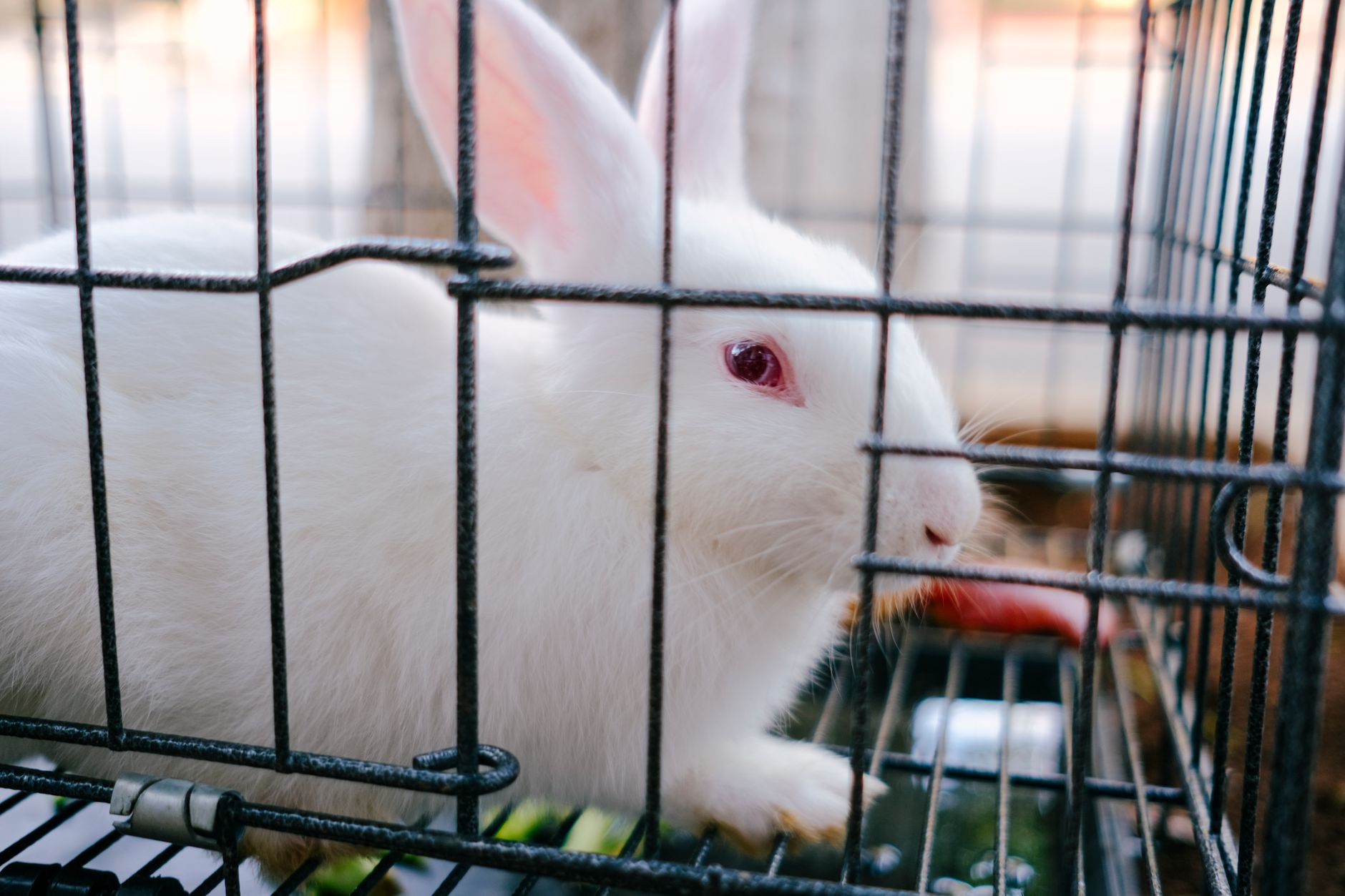 A rabbit undergoing diagnostic blood testing at a veterinary clinic