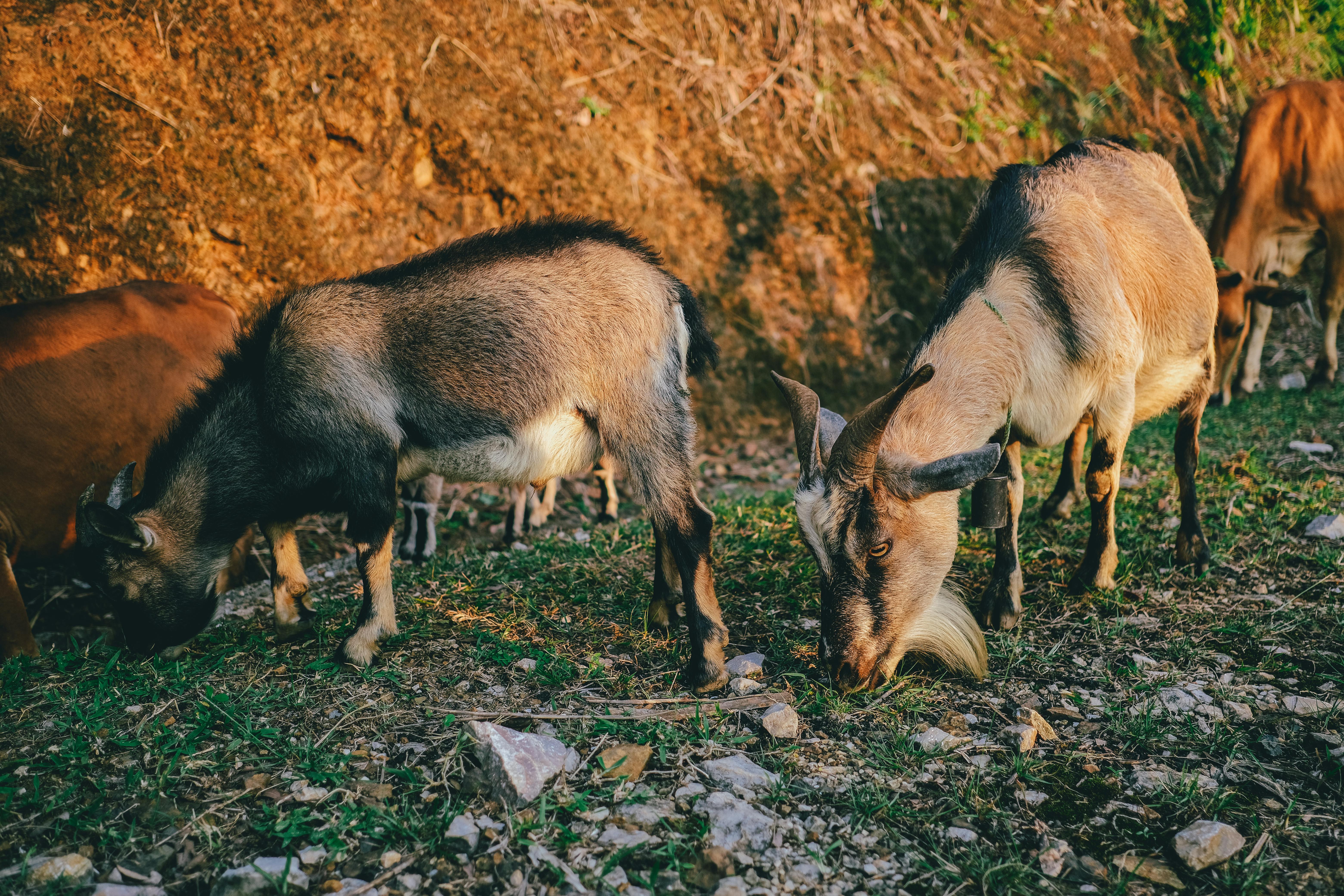 Gratuit Photos gratuites de agriculture, agriculture durable, animaux à cornes Photos