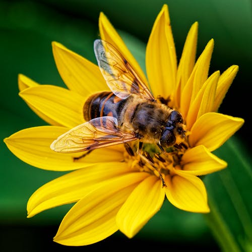 Free Honey Bee on Yellow Flower Stock Photo