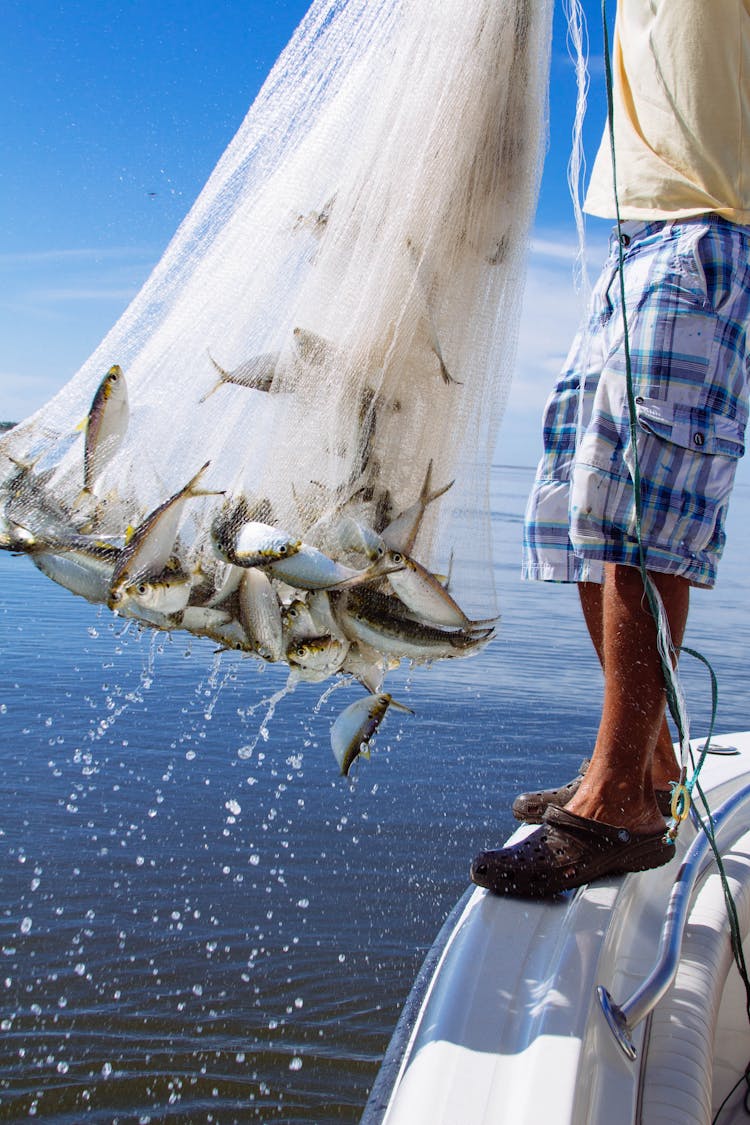 Man Pulling Net Full Of Fish Out Of Water